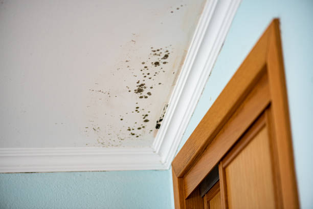 Trusted Marion, IA Mold Remediation Experts