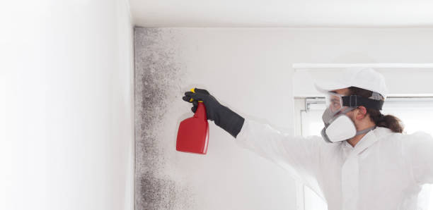 Best Bathroom Mold Remediation in Marion, IA